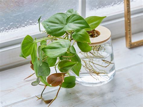 水 根 植物|水耕栽培できる観葉植物のおすすめ紹介！大型サイズも水だけで。